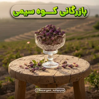 غنچه گل محمدی کرمان